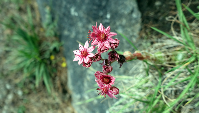 2017-09-13_141308 trentino-suedtirol-2017.jpg - Wanderung von Stilfs nach Prad